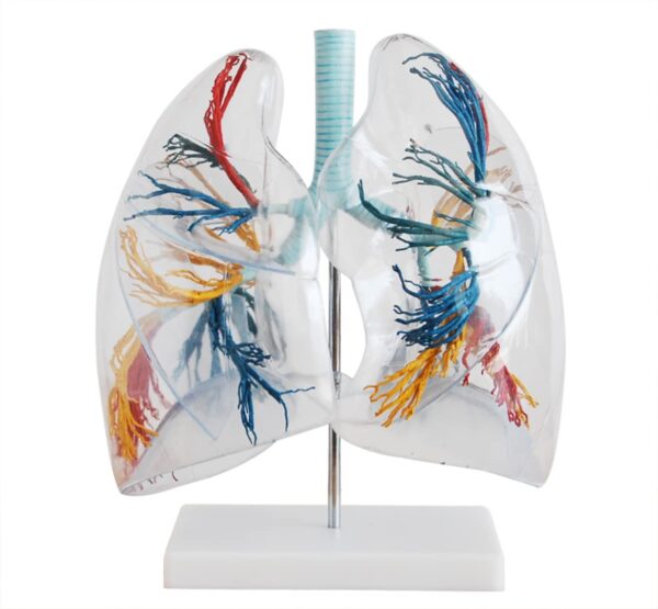 Model of the Transparent Lung Segment