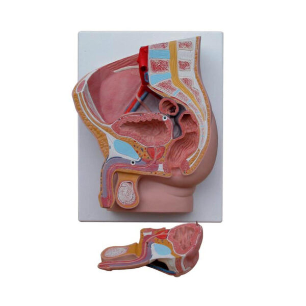 Human Male Pelvis Section (2 Parts) Model