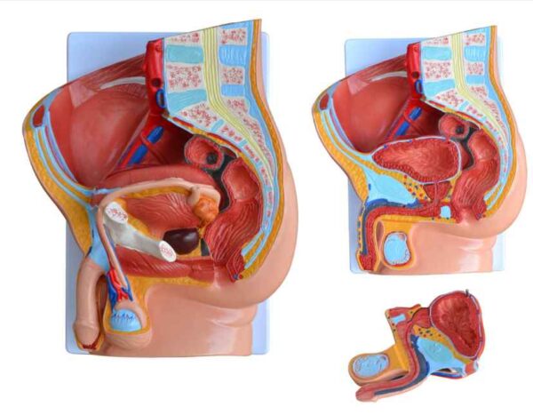 Human Male Pelvis Section (2 Parts) Model - Image 2