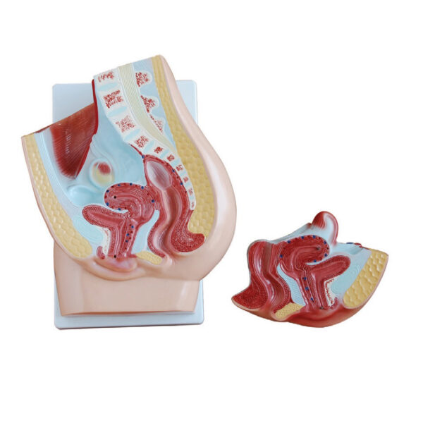 Human Female Pelvis Section (2 Parts) Model