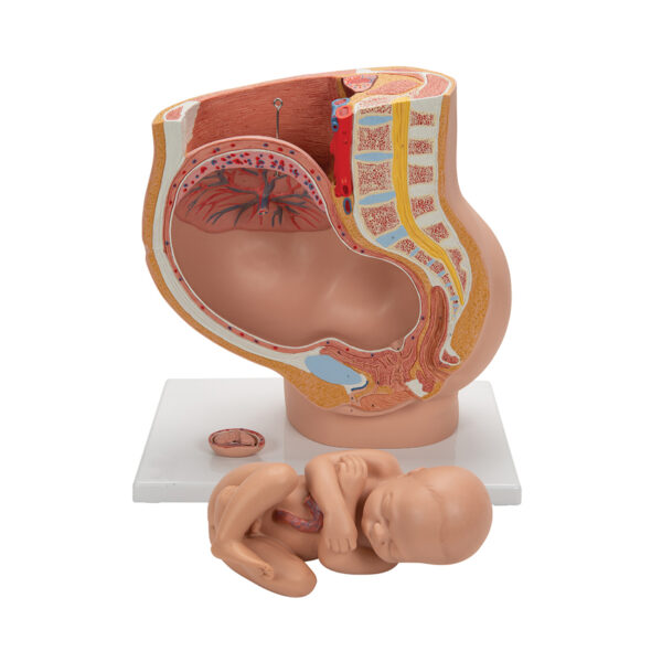 Human Female Pregnant Pelvis Section (4 parts) Modell