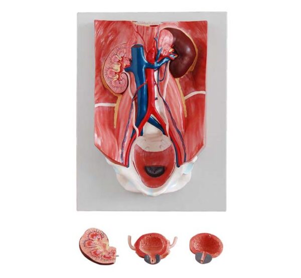 Urinary System Model Model