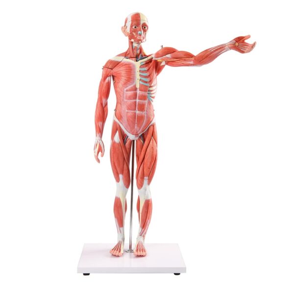 Human Muscle Model Male (27 Parts) 80CM