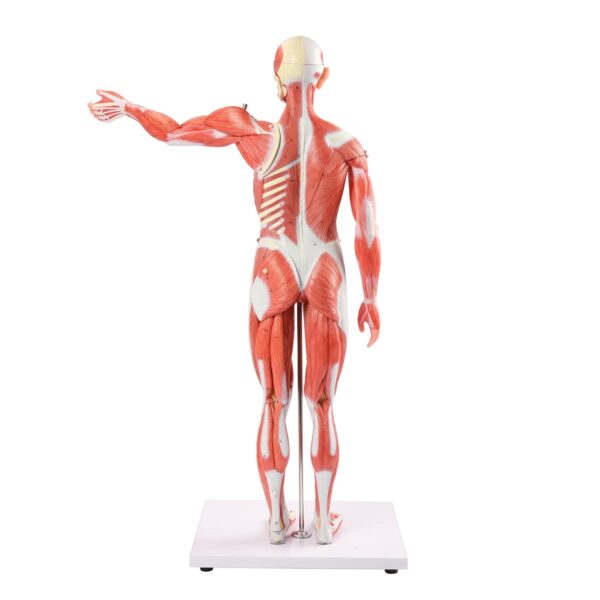 Human Muscle Model Male (27 Parts) 80CM - Image 3