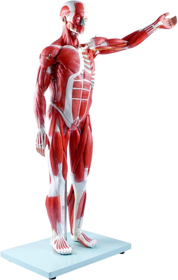 Human Muscle Model Male (27 Parts) 80CM - Image 2