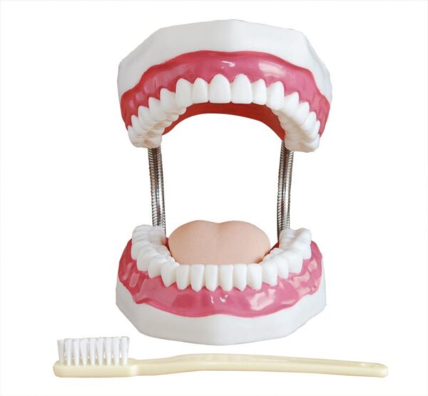 Dental Care Model (32 teeth)