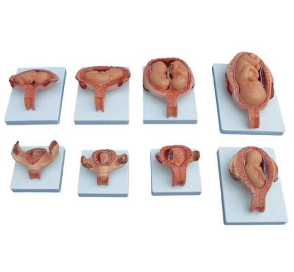 The Development Process of Fetus (Half Size)