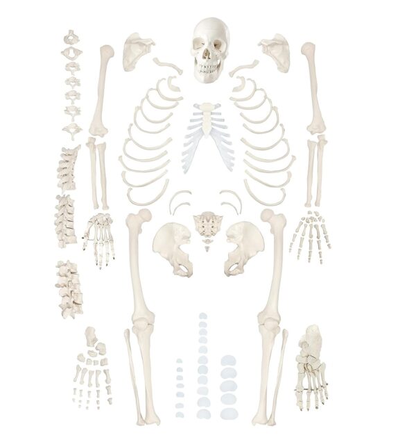 Life-Size Disarticulated Skeleton with Skull Model