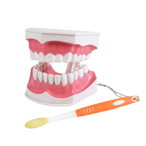 Dental Models