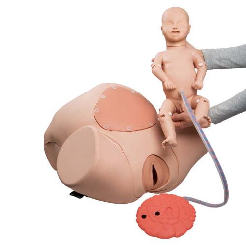 Gynae & Obstetric Models