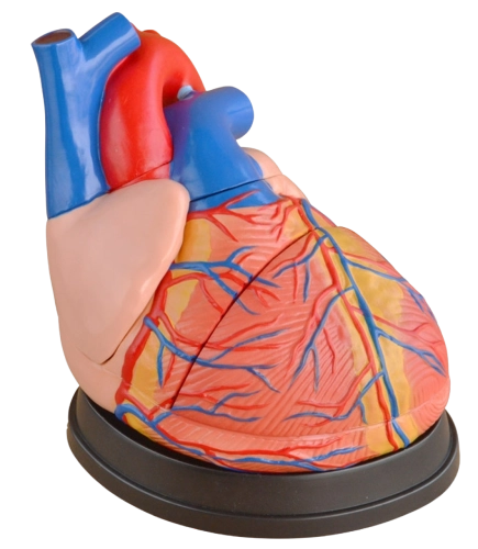 Heart & Circulatory System