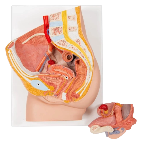 Reproductive System & Related Models