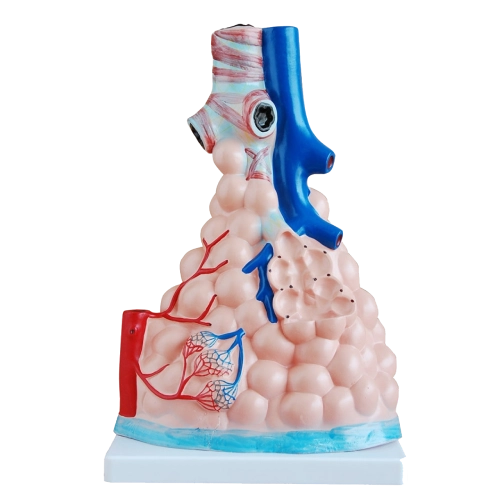 Respiratory System Models